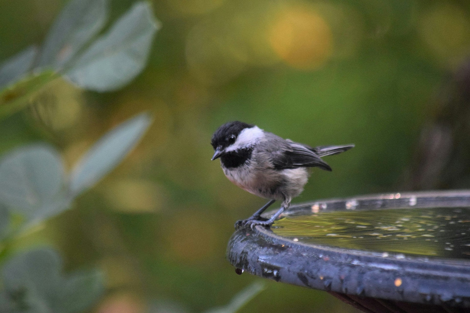 Bird Baths